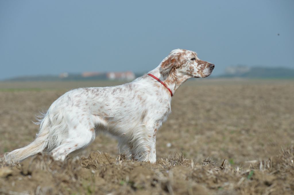 des Pins de Stella - FIELD TRIAL LE BOURG DUN