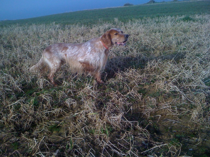 des Pins de Stella - A vendre male setter anglais