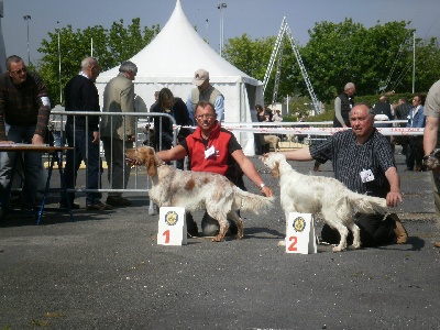 des Pins de Stella - CACIB DE AMIENS 1ER MAI