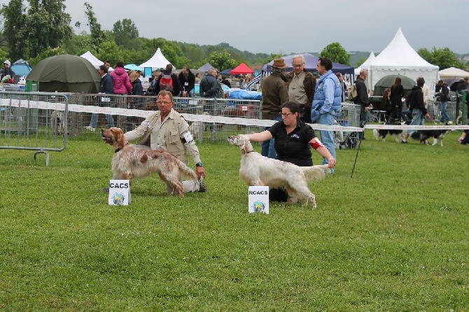 des Pins de Stella - FALCONE SPECIALE DE RACE A EVREUX