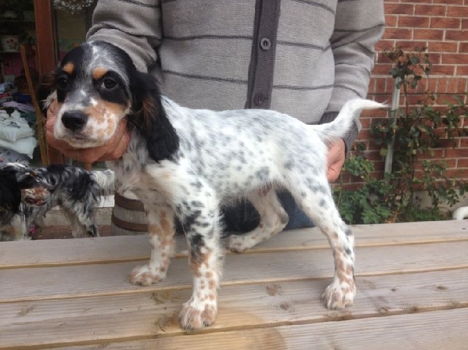 des Pins de Stella - SUPERBES CHIOTS SETTER ANGLAIS