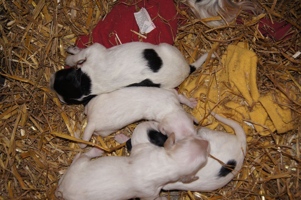 des Pins de Stella - CHIOTS DE DIXIE X FALCONE