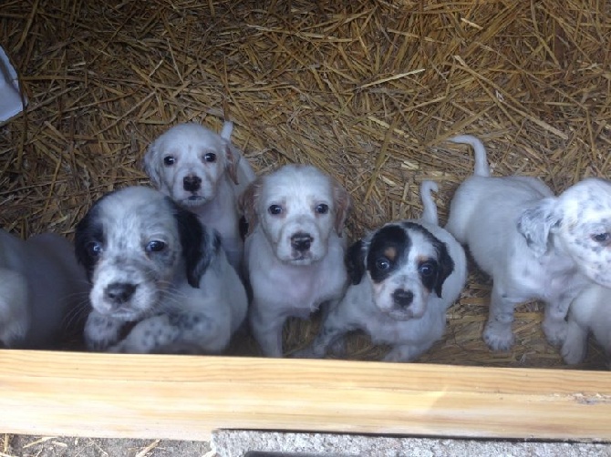 des Pins de Stella - 6 SUPERBES CHIOTS A VENDRE