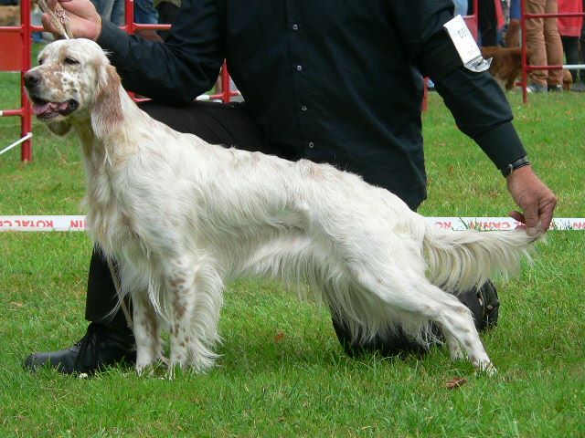 des Pins de Stella - HAWAI SPECIALE DE RACE EVREUX