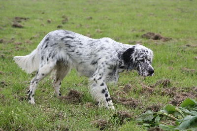 des Pins de Stella - EROS      CACIB DOUAI