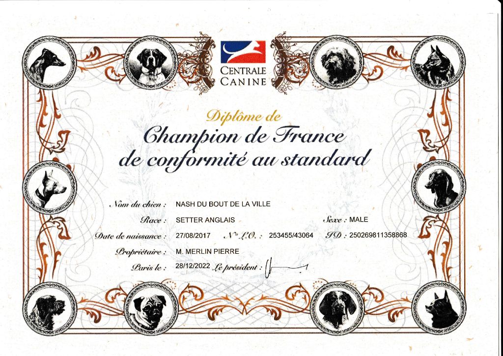 des Pins de Stella - NASH CHAMPION DE FRANCE DE CONFORMITE