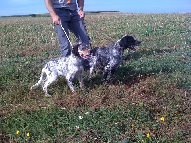 des Pins de Stella - LIXY ET LITTLE DU HAMEAU DE L'ECLIETTE