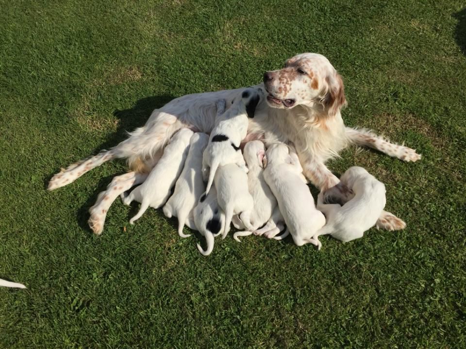 des Pins de Stella - CHIOTS DE IRISH ET LAZIO