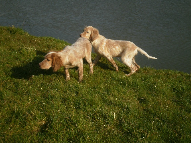 des Pins de Stella - CHIOTS FEMELLES LEMON A VENDRE