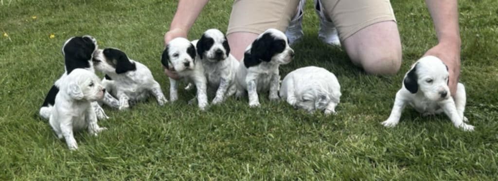 CHIOTS DISPONIBLES