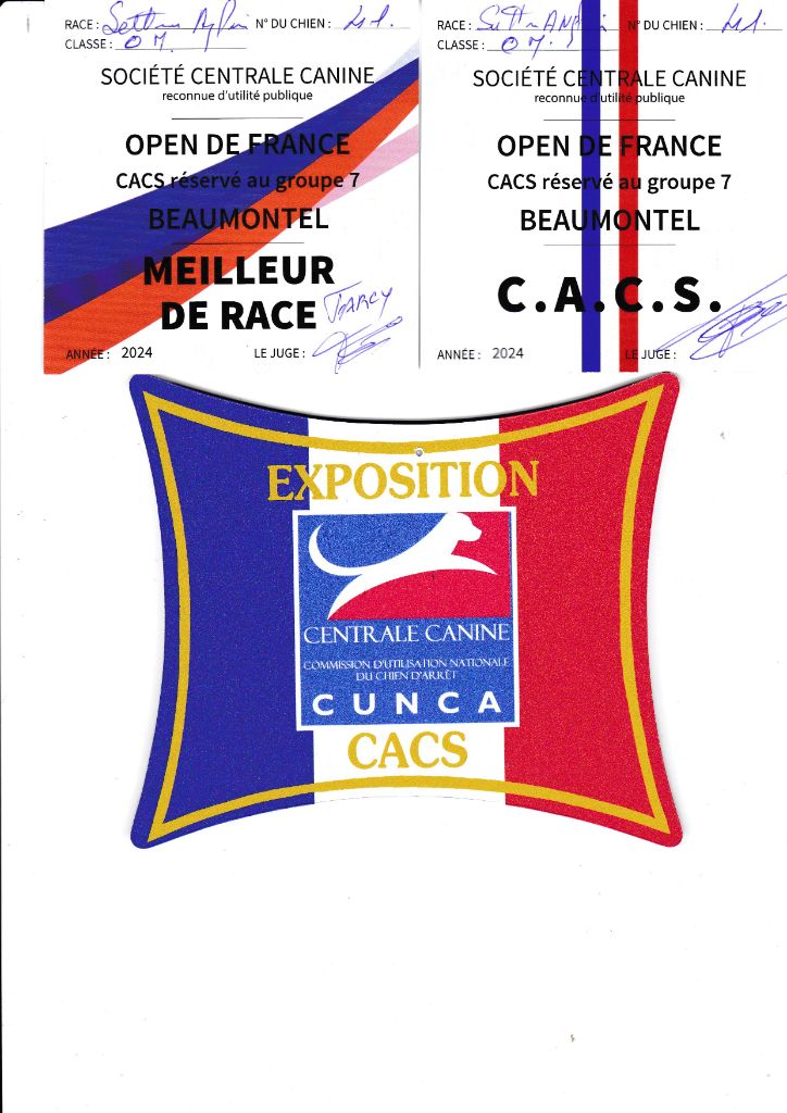 des Pins de Stella - SAPHIR CACS A BEAUMONTEL