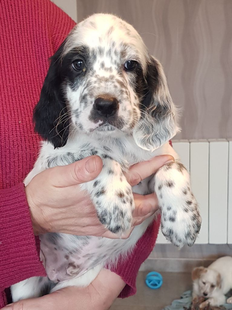 des Pins de Stella - CHIOT DISPONIBLE