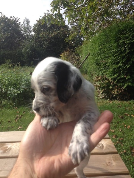 chiots Fidji x Falcone