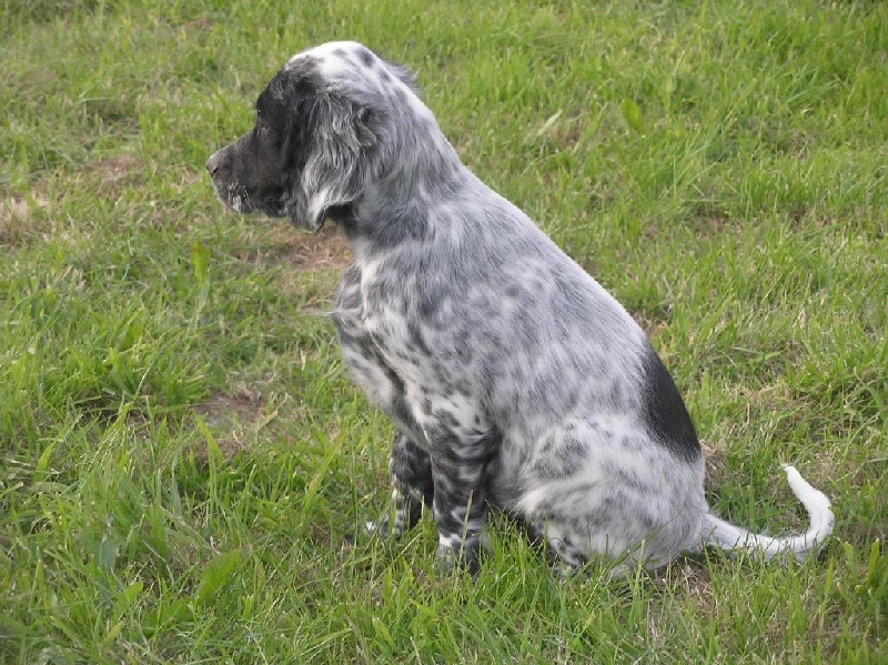 CHIOTS AZUR X GALIA
