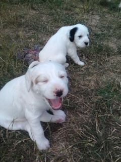 CHIOTS EROS X IRKA